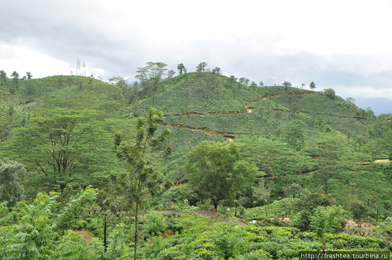 Чайные склоны на пути к Нувара Элии. Шри-Ланка