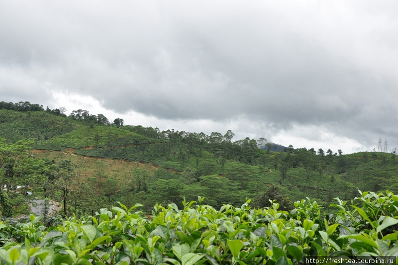 Участок, готовый к сбору чайного листа (первые 3 листочка и почку собирают с кустов 1 раз в неделю). Шри-Ланка