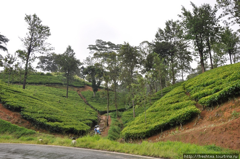 Некоторые из участков подходят к самой кромке шоссе — ведь эти дороги проложили через чайные поместья спустя столетие после их разбивки. Шри-Ланка