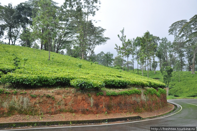 Дороги в горах — в образцовом состоянии, обочины зачищены от растительности, лента шоссе — размечена. Шри-Ланка