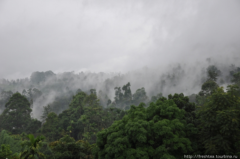 Сели облака — и пустился дождь. Мелкий, теплый, частый. То, что надо для роста чайного листа. Шри-Ланка
