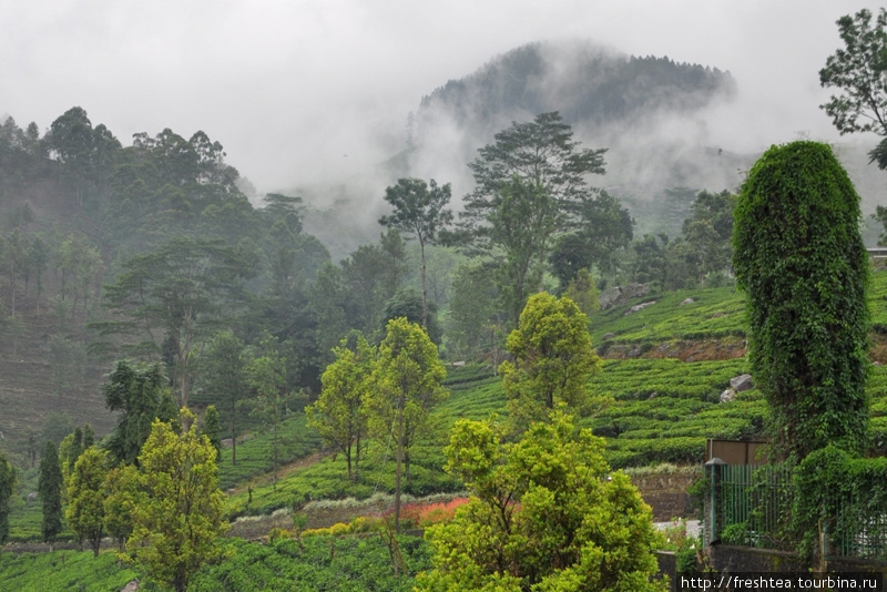 Туман, точнее, низкие облака — тоже часть привычной для этих высот картины. Шри-Ланка