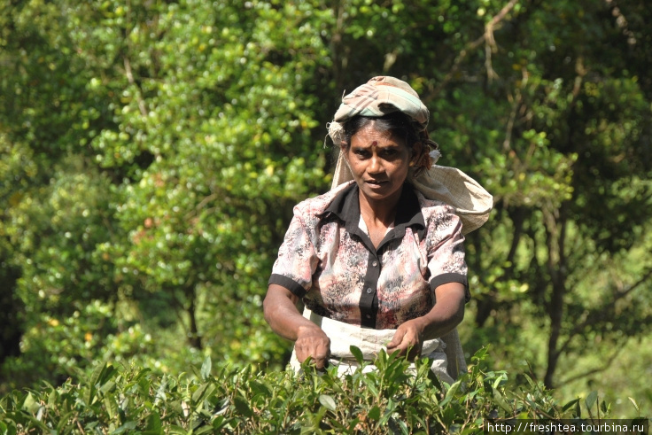 В день сборщица срывает до 12 кг чайного листа. Шри-Ланка