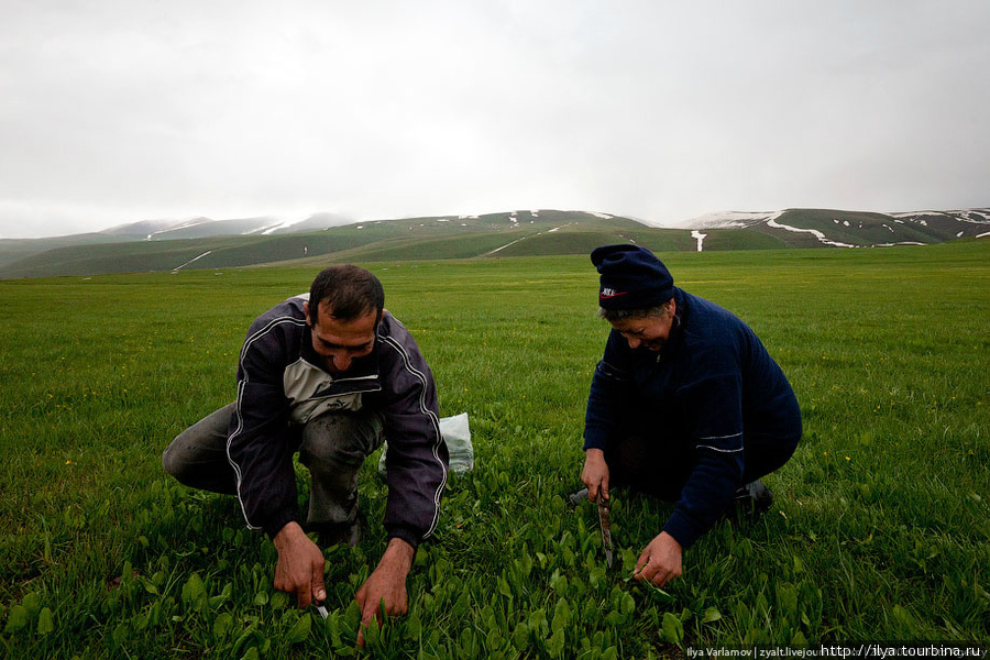 В горах местные жители собирают какую-то траву, похожую на щавель. Армения