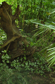 Июль 2006. Экскурсия в Сочи. Разнообразные растения в уголке фитофантазии