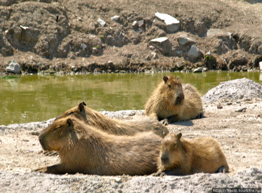 Africam Safari - по саванне на машине Штат Пуэбла, Мексика