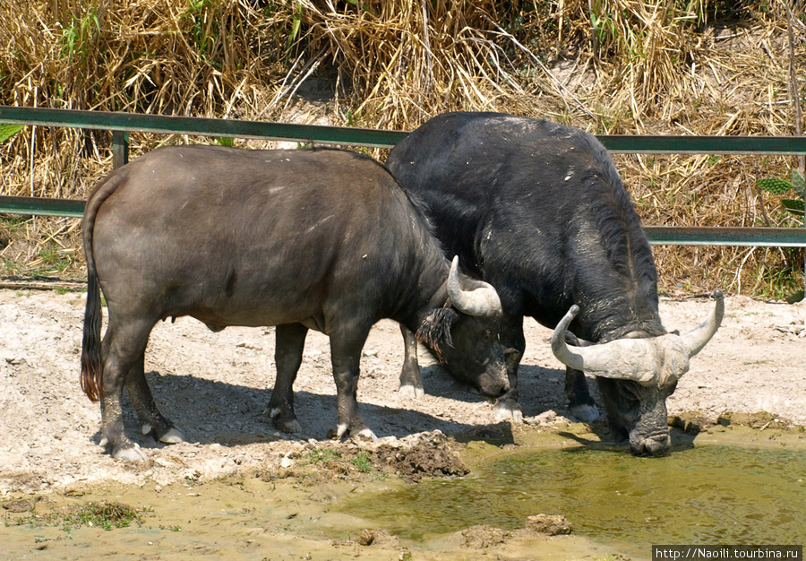 Africam Safari - по саванне на машине Штат Пуэбла, Мексика