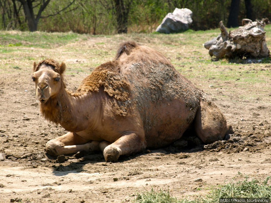 Africam Safari - по саванне на машине Штат Пуэбла, Мексика