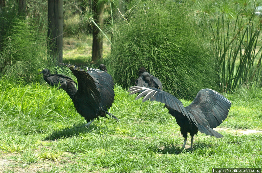 Africam Safari - по саванне на машине Штат Пуэбла, Мексика