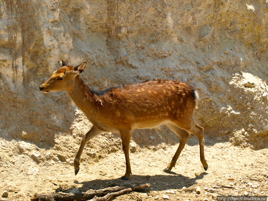 Africam Safari - по саванне на машине Штат Пуэбла, Мексика