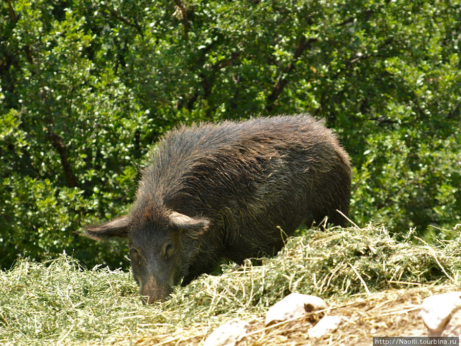 Africam Safari - по саванне на машине Штат Пуэбла, Мексика