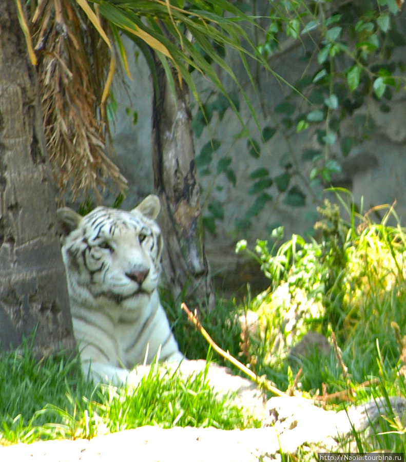 Africam Safari - по саванне на машине Штат Пуэбла, Мексика