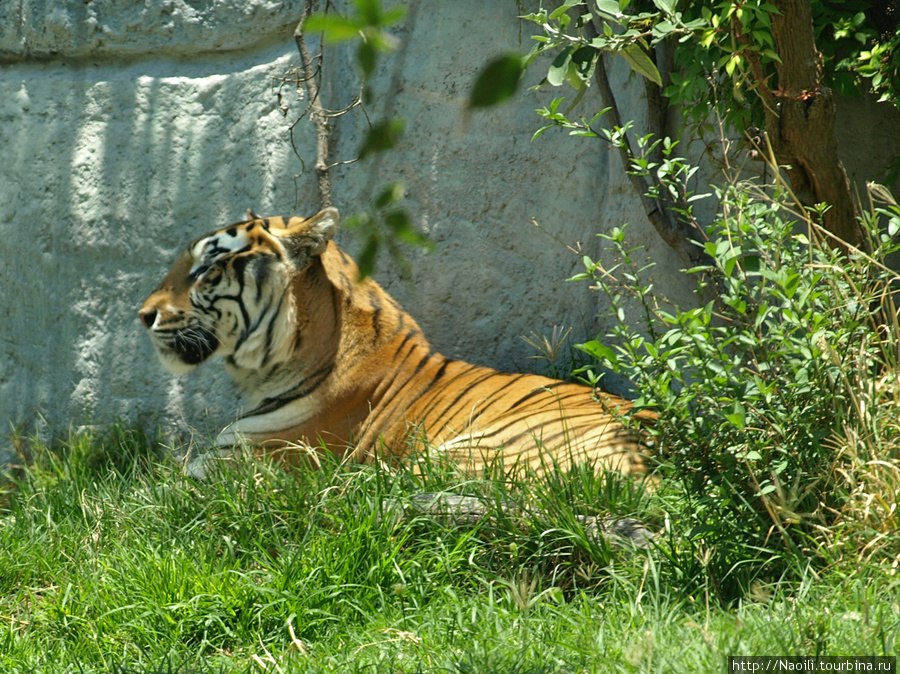 Africam Safari - по саванне на машине Штат Пуэбла, Мексика