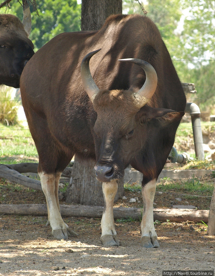 Africam Safari - по саванне на машине Штат Пуэбла, Мексика