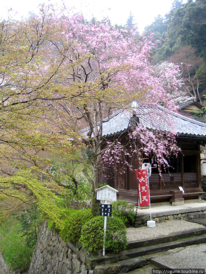 Храм Хаседера в префектуре Нара. Сродни птице Феникс. Сакурай, Япония