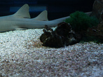 сочинский аквариум на мацесте