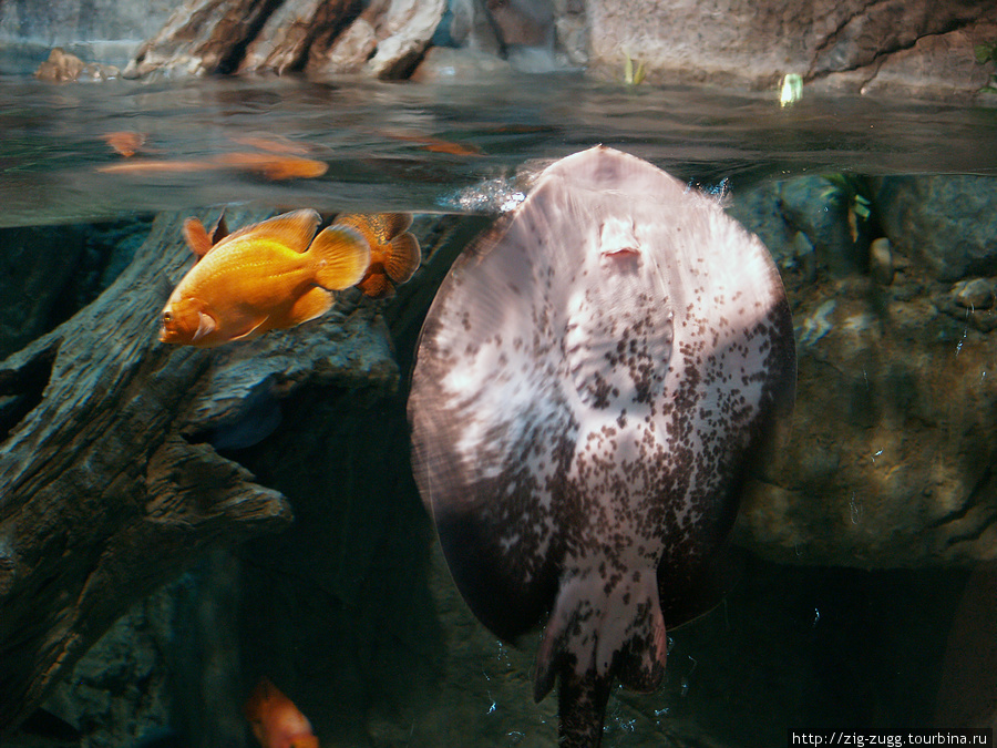 Океанариум Sochi Discovery World Aquarium Сочи, Россия