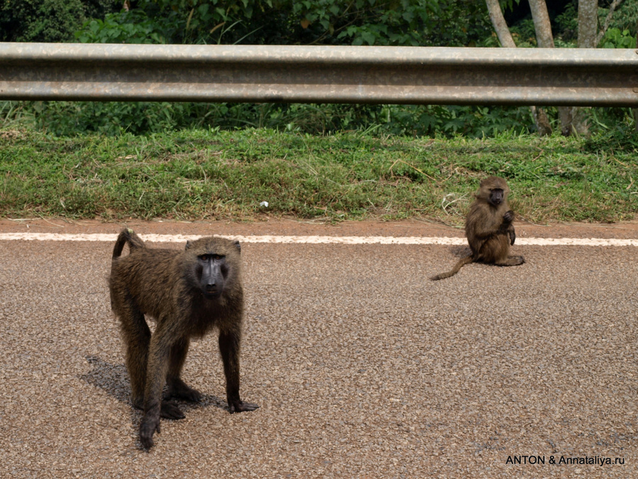 Бабуины на дороге Форт-Портал, Уганда