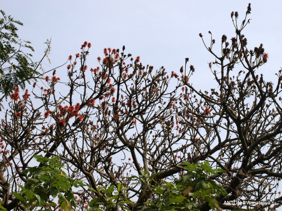 Это дерево в здешних местах считалось очень ценным, ибо из него местные жители тут делают спички. Озеро Нкуруба, Уганда
