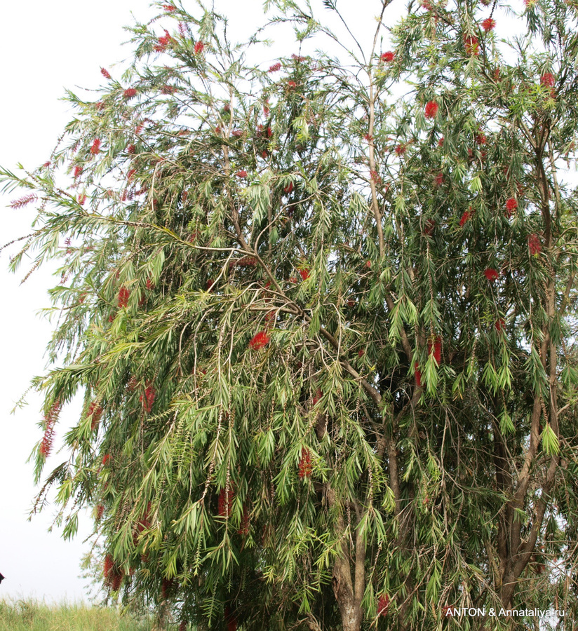Видимо, родственник спичечного дерева Озеро Нкуруба, Уганда