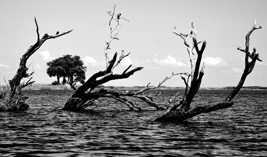 Когда деревья были большими или черно-белая Африка Национальный парк Чобе, Ботсвана