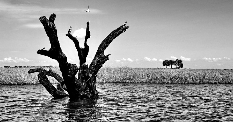 Когда то это дерево было большим.  Сейчас оно умерло, но все равно, как и раньше, продолжает оставаться пристанищем для птиц. Национальный парк Чобе, Ботсвана