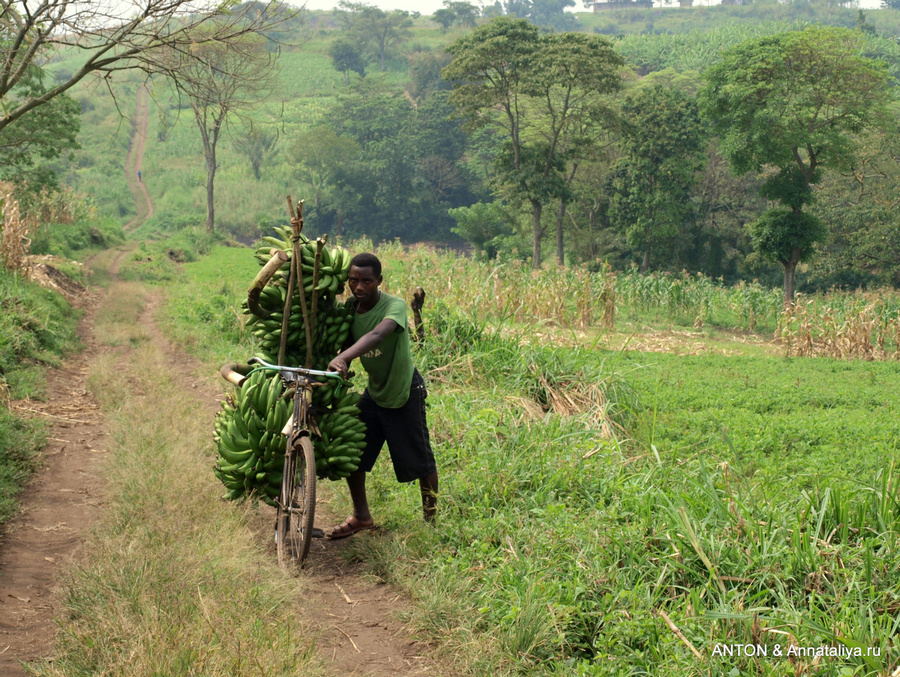 Мужчина везет бананы с плантации Озеро Нкуруба, Уганда