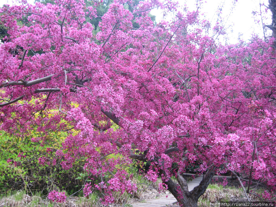 Никитский ботанический сад. Весна. Ялта, Россия