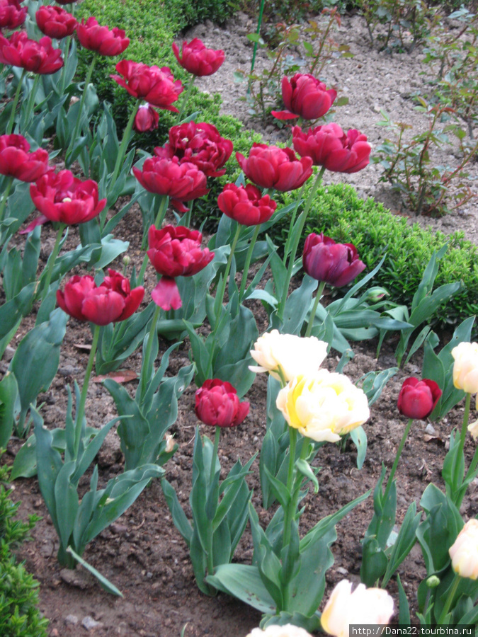 Никитский ботанический сад. Весна. Ялта, Россия