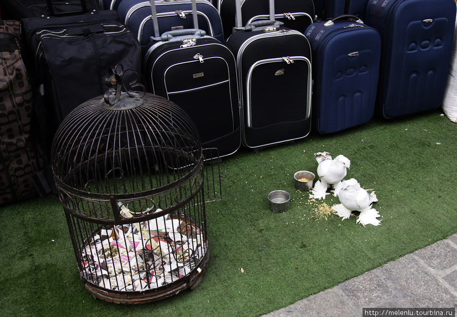 Лахмоногие голуби для привлечения покупателей Стамбул, Турция