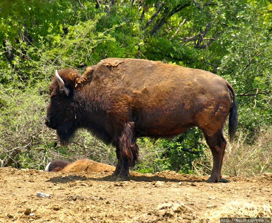 Africam Safari - пешая часть зоопарка Штат Пуэбла, Мексика