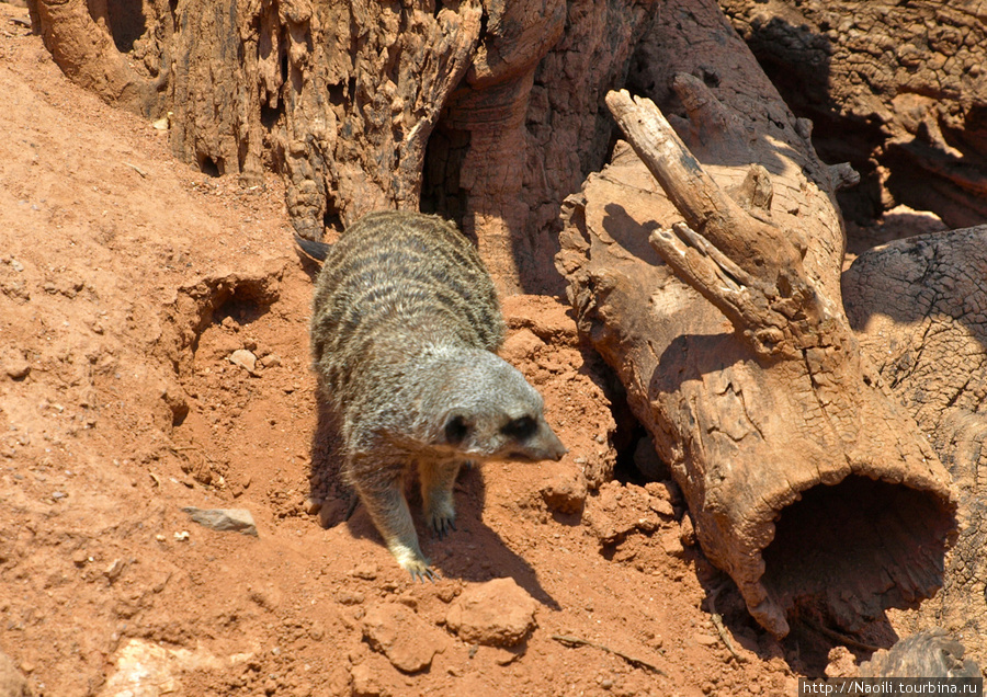 Africam Safari - пешая часть зоопарка Штат Пуэбла, Мексика