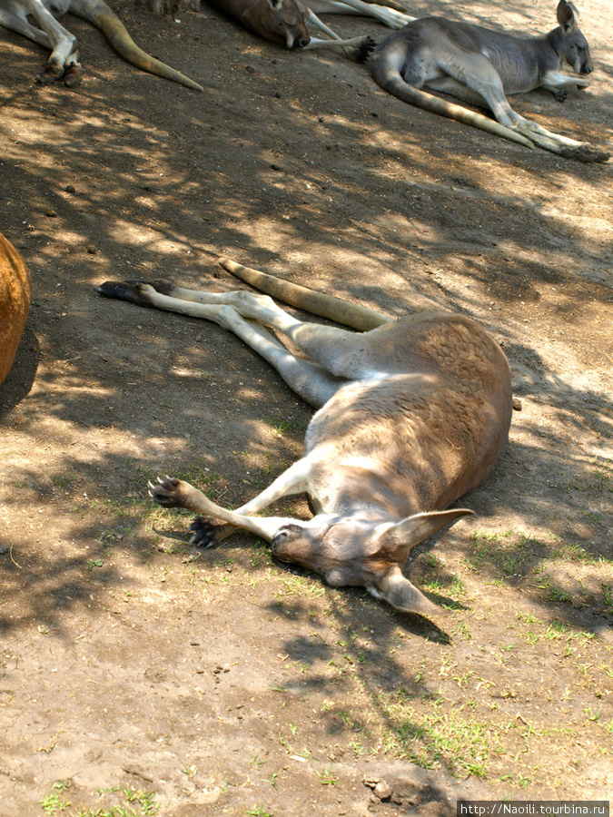 Africam Safari - пешая часть зоопарка Штат Пуэбла, Мексика