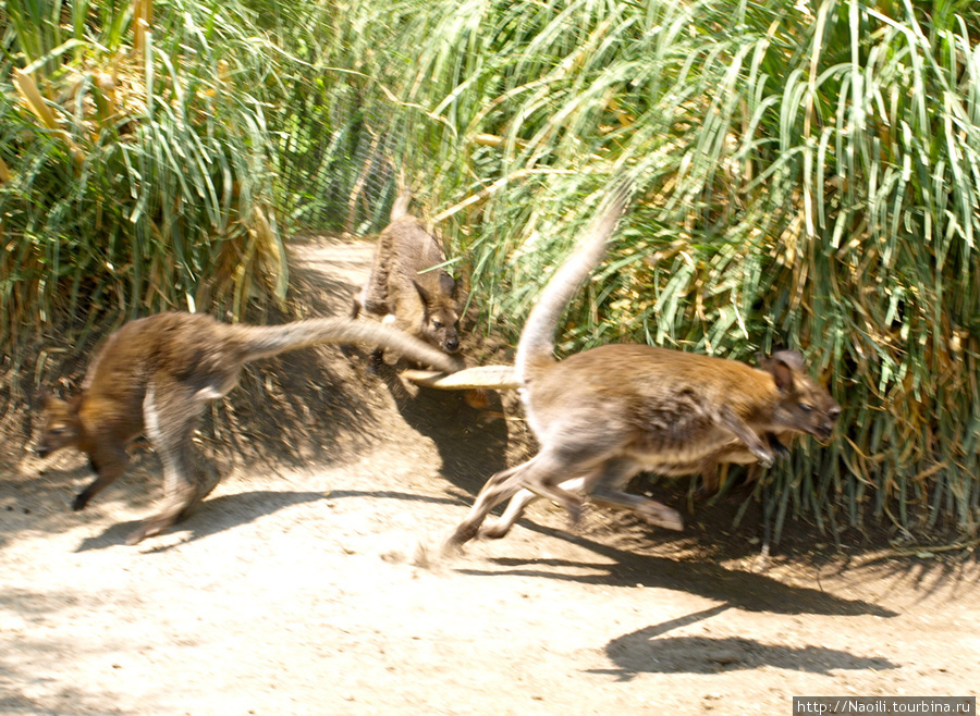 Africam Safari - пешая часть зоопарка Штат Пуэбла, Мексика