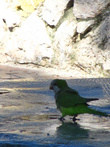 В парке курортного городка Санта Понса живут попугайчики, похожие на волнистых, только размерами раза в два больше.