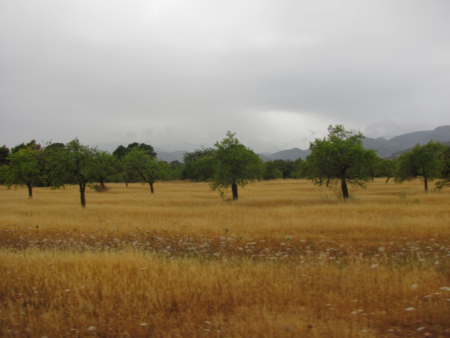 Оливковые плантации — один из важнейших доходов жителей острова Остров Майорка, Испания