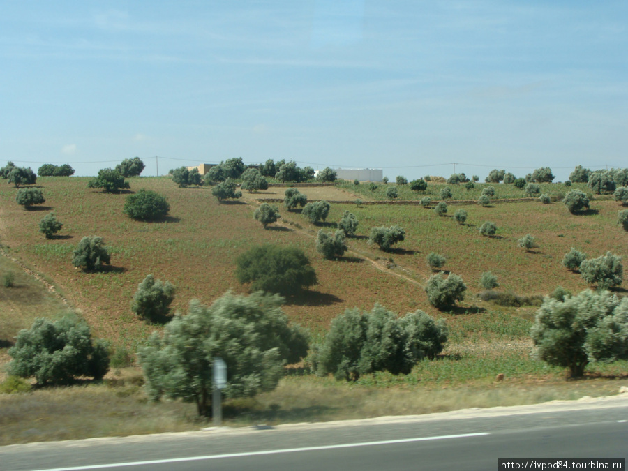 Оливковые и аргановые деревья Эссуэйра, Марокко