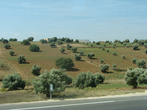 Оливковые и аргановые деревья