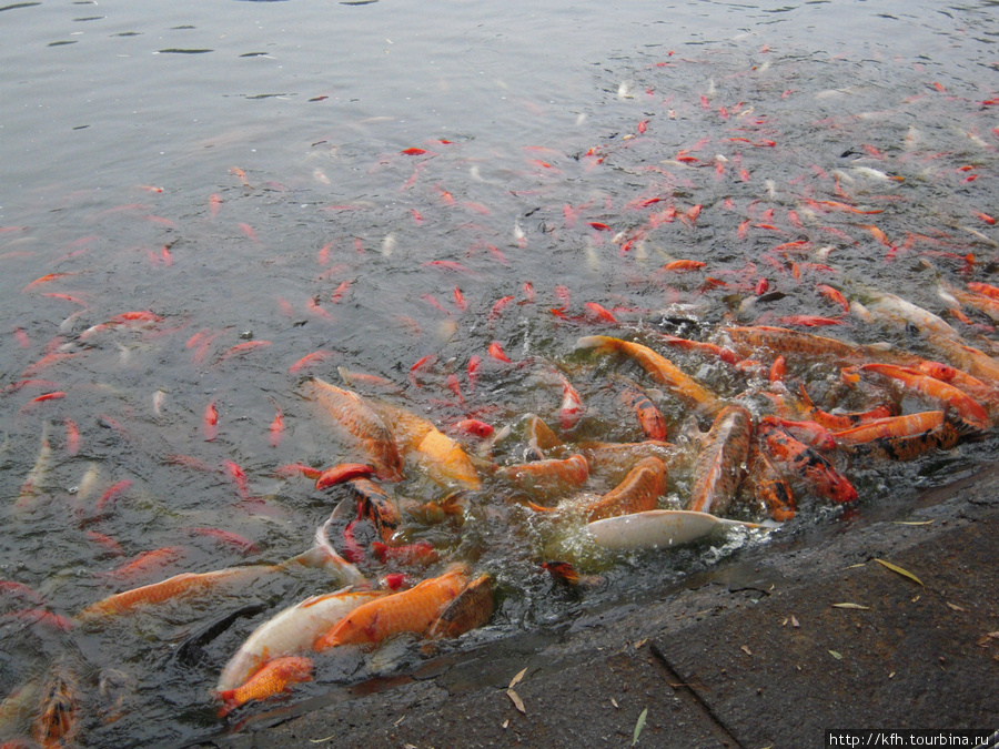 Золотые рыбки плещутся у края воды, отбирая друг у друга еду, которой их подкармливают туристы. Пекин, Китай