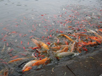 Золотые рыбки плещутся у края воды, отбирая друг у друга еду, которой их подкармливают туристы.