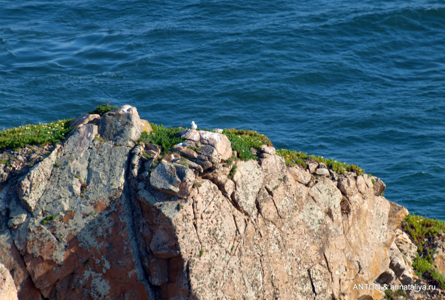Чайка на скале Кабу-да-Рока, Португалия