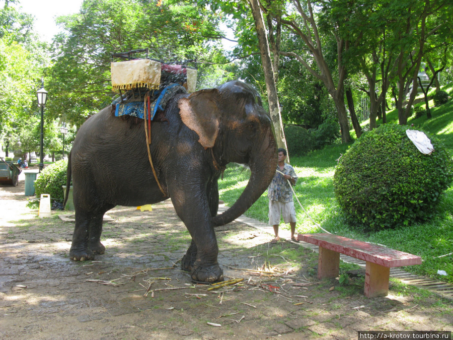 Купание (помывка из шланга) слона Пномпень, Камбоджа