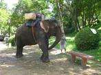 Купание (помывка из шланга) слона