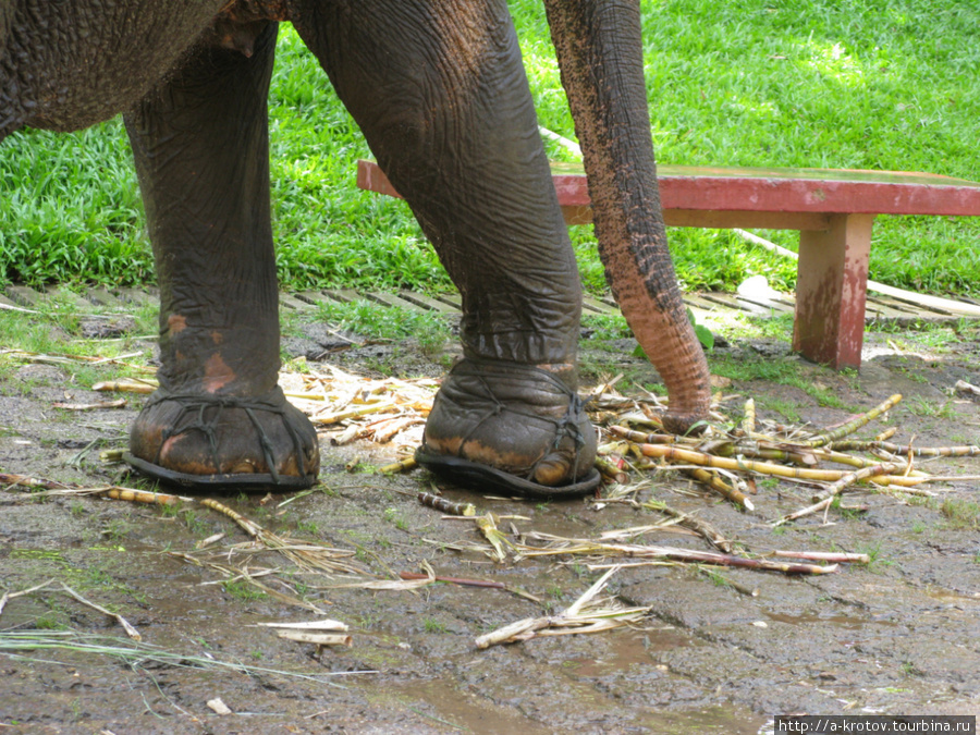 Обувь слона