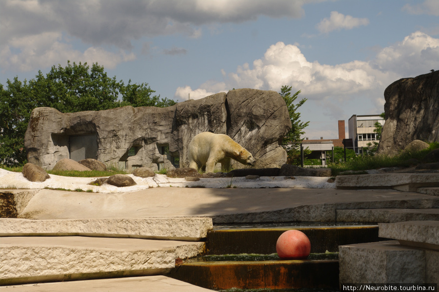 Зоопарк в Карлсруэ: белые медведи в сантиметре от твоей руки Карлсруэ, Германия
