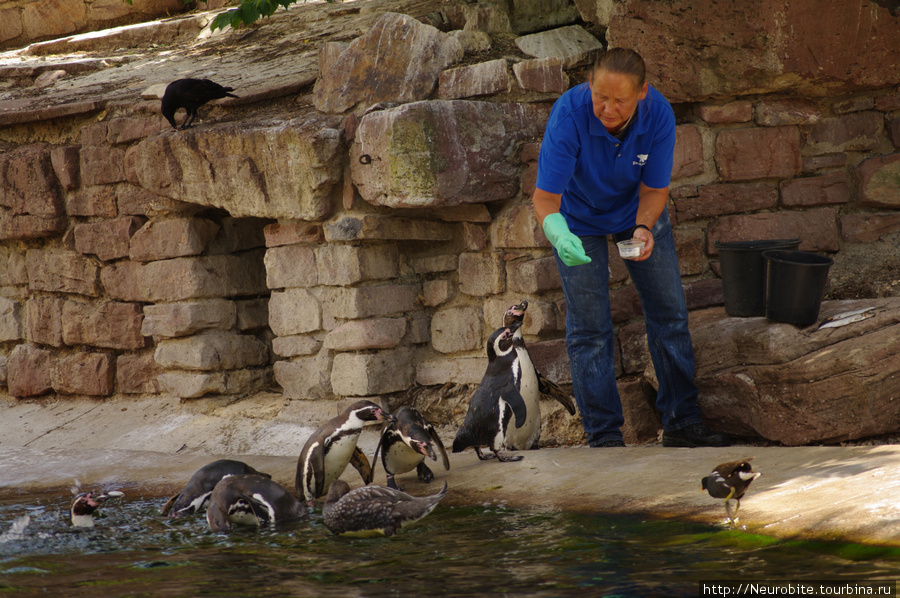 Зоопарк в Карлсруэ: покормить пингвинов и морских львов Карлсруэ, Германия
