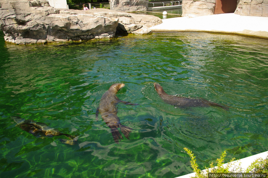 Зоопарк в Карлсруэ: покормить пингвинов и морских львов Карлсруэ, Германия