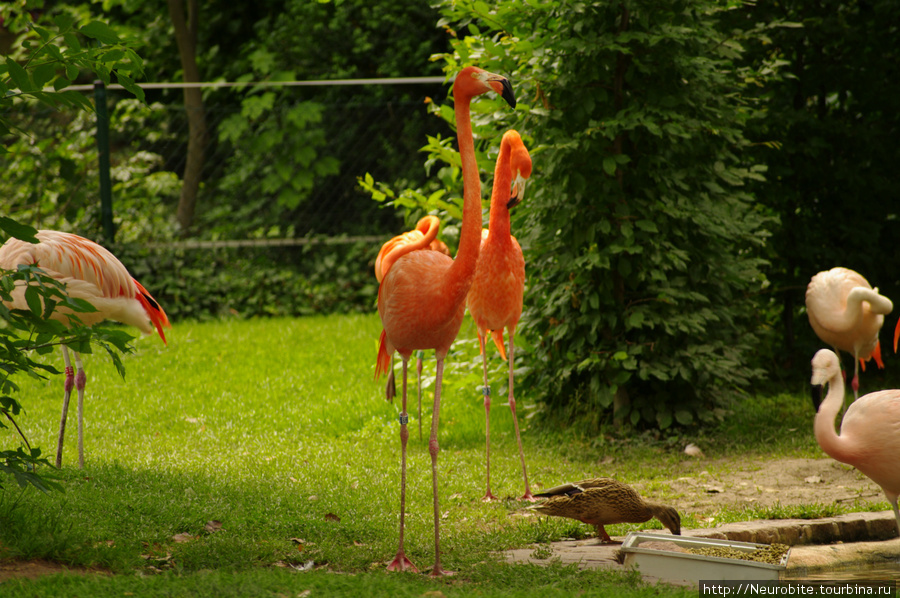 Зоопарк в Карлсруэ: в 100 метрах от вокзала дикие животные Карлсруэ, Германия