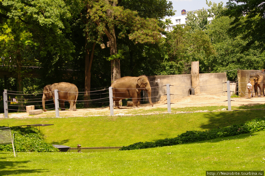 Зоопарк в Карлсруэ: в 100 метрах от вокзала дикие животные Карлсруэ, Германия