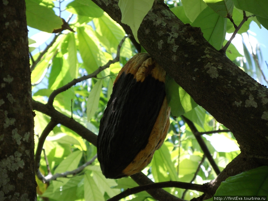Так растет какао. Там внутри находятся те самые шоколадные бобы. Доминиканская Республика